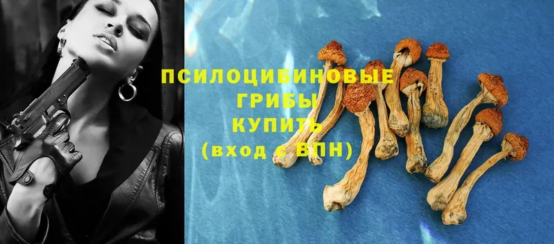 продажа наркотиков  Тосно  Псилоцибиновые грибы Psilocybe 